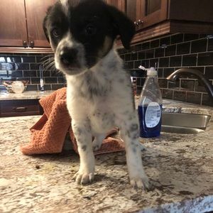 Meet your Posher, Abdullahe